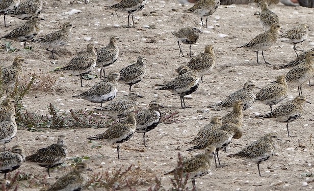 golden plover